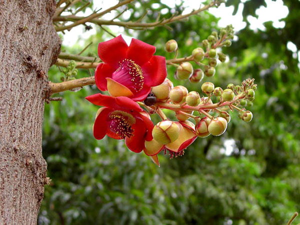 beautiful-flowers